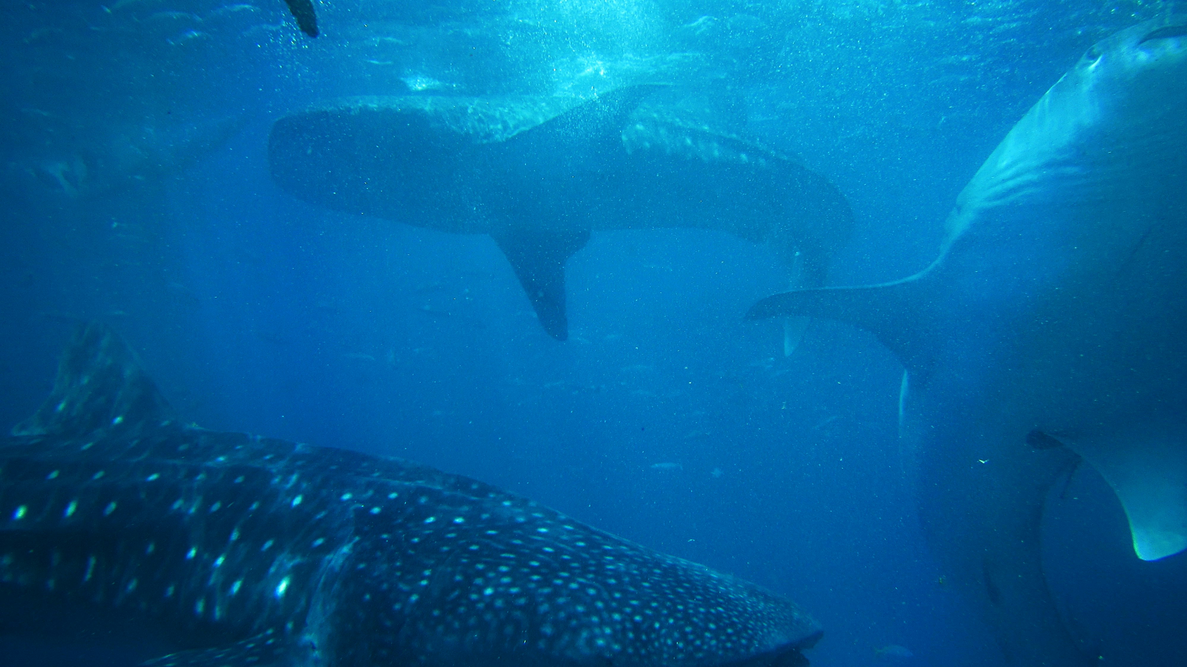 three assorted sharks under the water